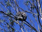 Koala in a Tree